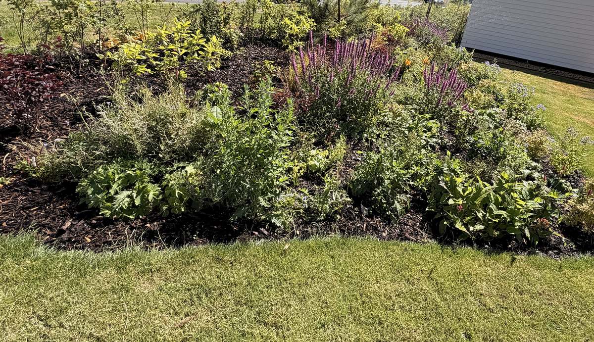 Newly planted mixed shrub and perennial bed with bark mulch at a new-build housing development