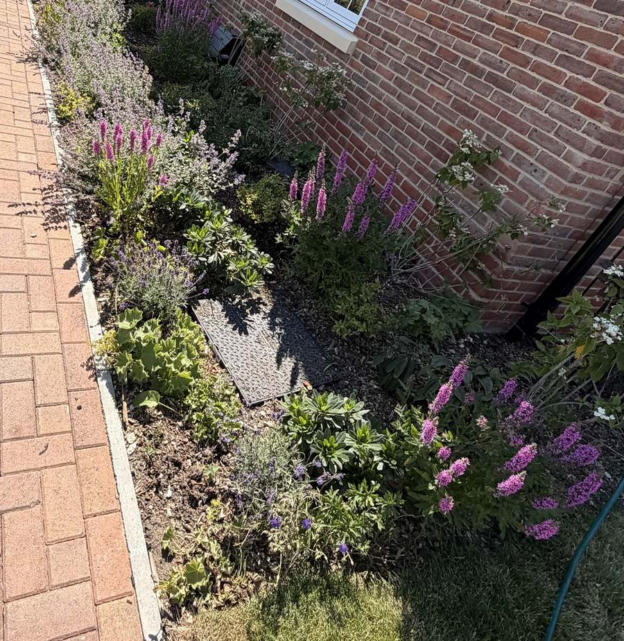 Lavender and perennial border along a block-paved path beside a new-build house