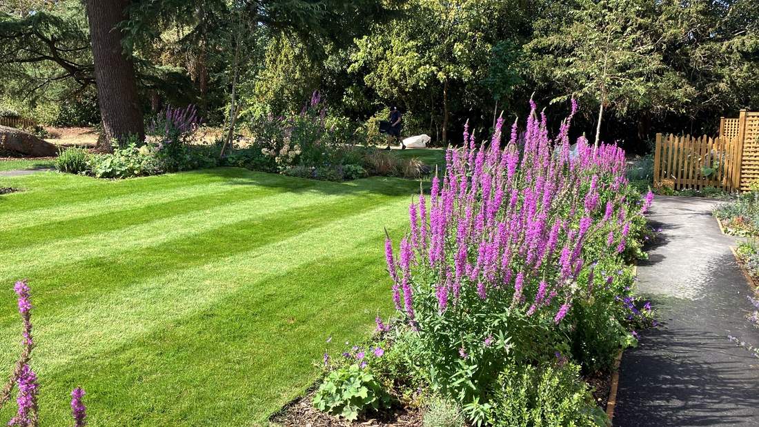 Freshly mown striped lawn beside established herbaceous borders maintained by EdenGreen Gardens
