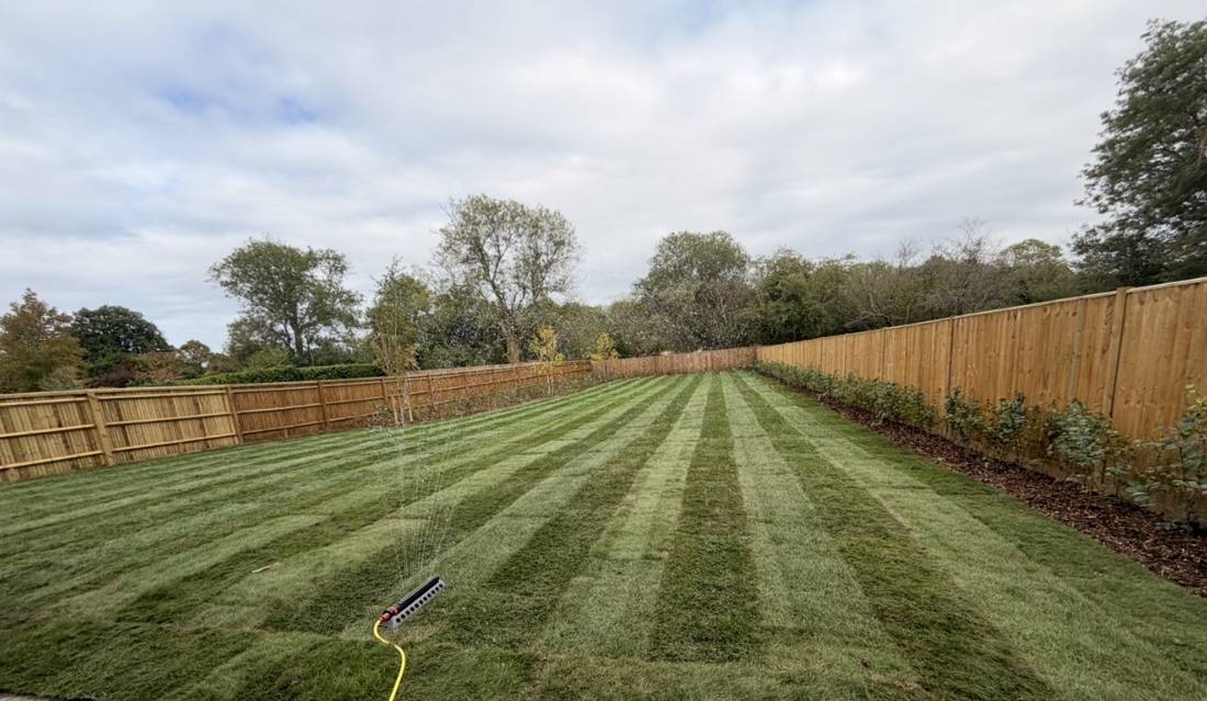 Newly turfed lawn with mowing stripes and new hedge planting in a fenced private garden